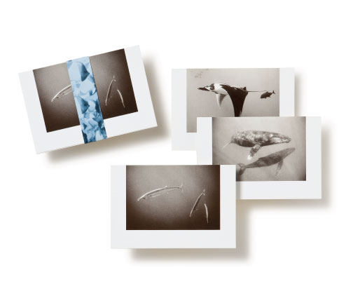 Scott Campbell Photography - Notecards